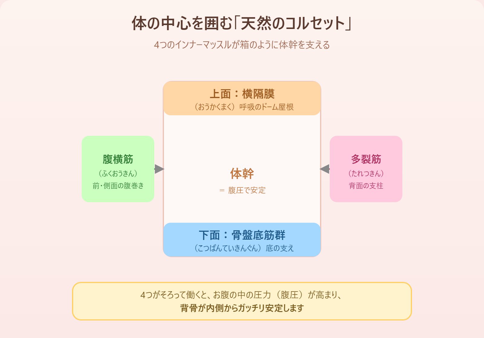 横隔膜・腹横筋・多裂筋・骨盤底筋群が箱のように体幹を囲むコルセットの図