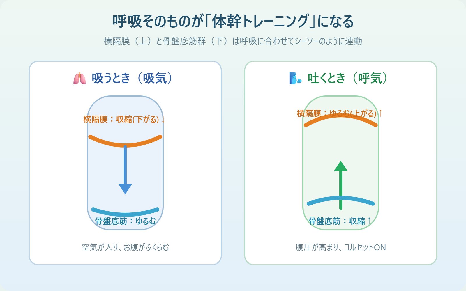 吸うときと吐くときの横隔膜と骨盤底筋の動きを示した図